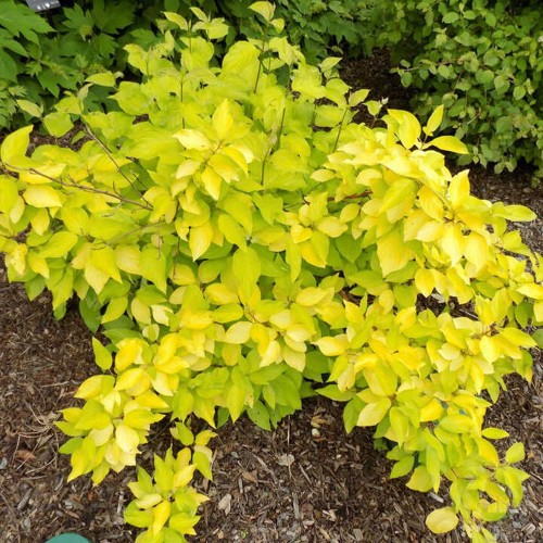 Cornus alba 'Neon Burst' - Siberi kontpuu 'Neon Burst' C5/5L 